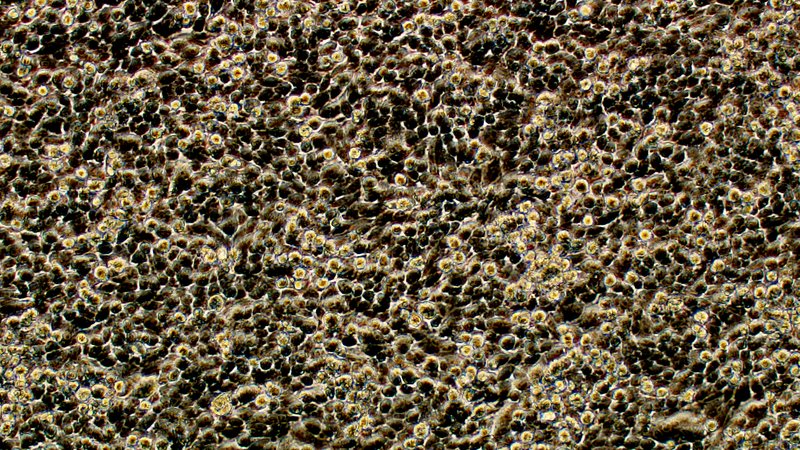 Laboratory and structural biology composition representing SARS-CoV-2 Spike RBD variant analysis